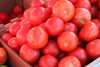 Morocco overtakes Spain as EU’s second largest tomato supplier
