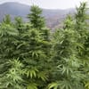 Morocco announces first legal cannabis harvest of 294 metric tons