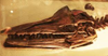 Paleontologists find new Mosasaur species from Morocco