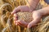 Algeria’s wheat woes