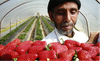 Egypt expands agricultural exports: Strawberries to Canada, potatoes to Morocco