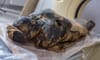 Egyptian authorities launch investigation into mummy found in the streets of Aswan