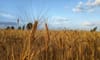 Egypt, Algeria, Morocco, Nigeria among largest global wheat importers
