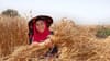 Science helps Moroccan crops thrive amid drought