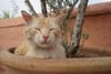 Outrage erupts over frozen cat corpses found in Moroccan dump
