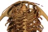 Researchers discover 515-million-year-old trilobite fossils in Morocco