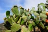 Insect destroys Tunisia’s critical prickly pear industry