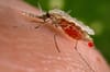 WHO declares Egypt malaria-free