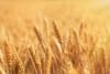 Algeria excludes French wheat from latest tender amid diplomatic strains
