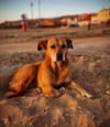 Animal rights groups condemn Morocco for alleged dog culling amid FIFA World Cup preparations