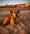 Animal rights activists call on FIFA to prevent dog culling in Morocco ahead of 2030 World Cup