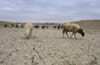 Morocco calls for suspension of Eid sheep slaughter amid drought