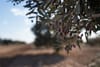 Tunisian startup converts olive waste into sustainable energy