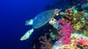 Conservationists sound alarm over Egypt’s Red Sea development plans