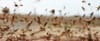 Locust swarms threaten North African crops, FAO warns