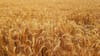 Morocco’s grain imports hit record high
