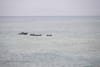Dozens of children swim to Spain’s Ceuta enclave from Morocco