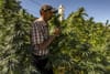 Morocco enters global medical cannabis market- first export to Australia