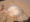 Scientific report shows presence of “alien species” from Australia in Moroccan waters