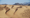 12 Syrian migrants among 14 dead found in Algerian desert
