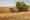 Algeria and Italy sign $455 million agriculture deal