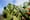 Insect destroys Tunisia’s critical prickly pear industry
