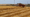 Tunisia's grain harvest jumps 75% from 2019 Levels